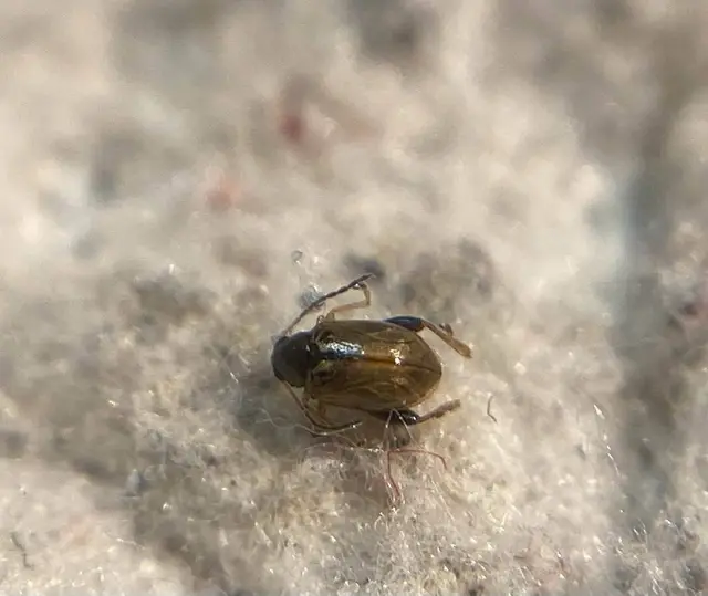Longitarsus lycopi
