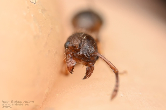 Myrmica specioides - pusztai bütyköshangya