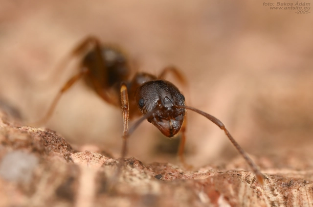Aphaenogaster subterranea - vörös karcsúhangya
