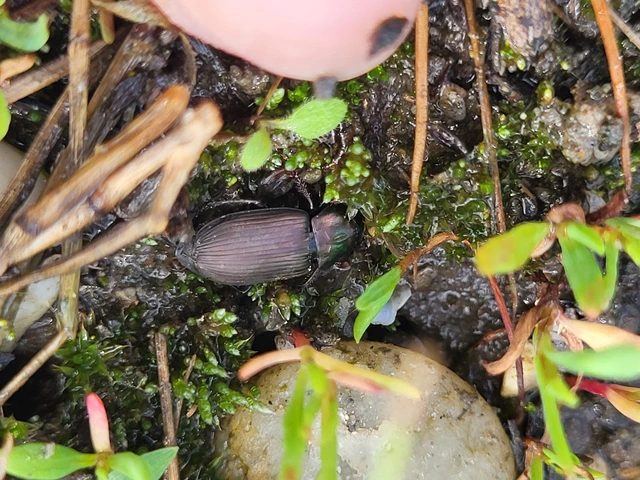 Harpalus distinguendus - mezei lomhafutó