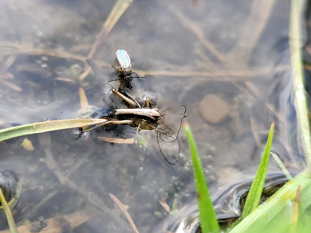 Pholidoptera fallax - galléros avarszöcske