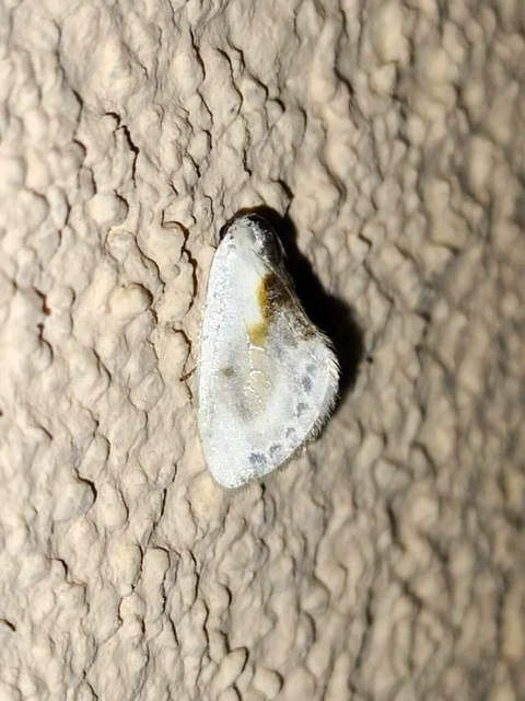 Cilix glaucata - törpe sarlósszövő