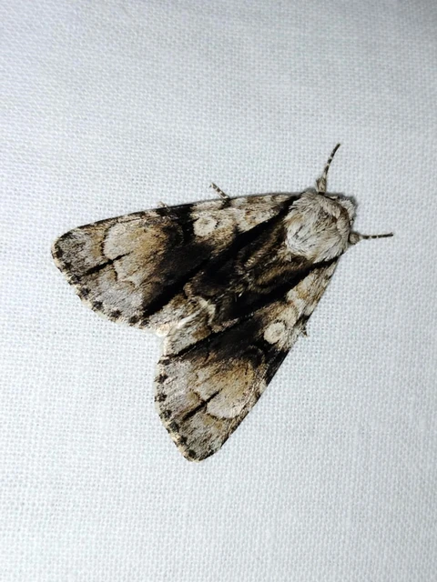Acronicta alni - éger-szigonyosbagoly