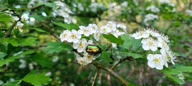 Cetonia aurata - aranyos virágbogár