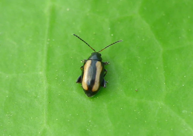 Phyllotreta