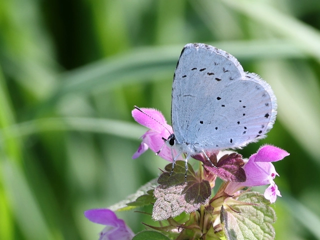 Celastrina argiolus - bengeboglárka