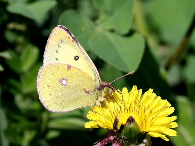 Colias hyale - kéneslepke