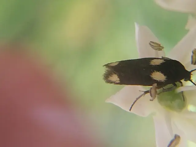 Scythris sinensis - aranyfarú zöldmoly