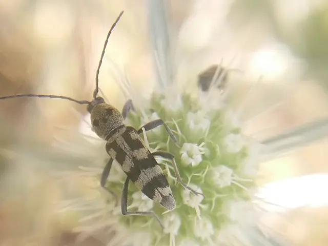 Chlorophorus varius - díszes darázscincér