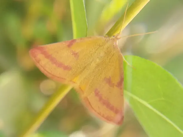 Lythria purpuraria - bíborsávos araszoló