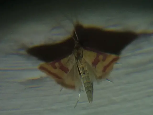 Pyrausta sanguinalis/virginalis