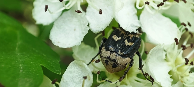 Valgus hemipterus - suta virágbogár