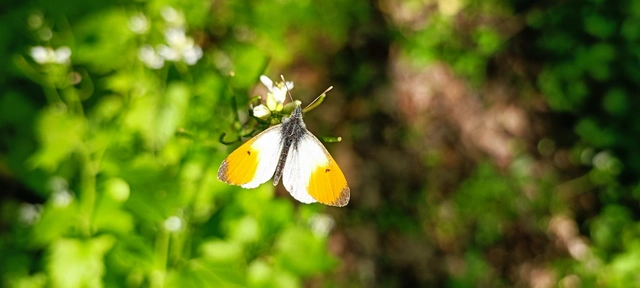 Anthocharis cardamines - hajnalpírlepke