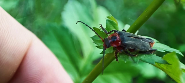 Cantharis rustica - suszterbogár