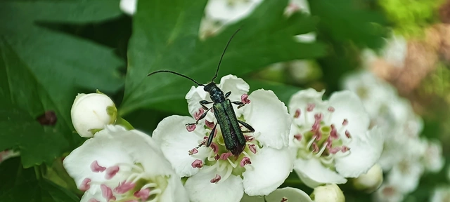 Callimus angulatus - zöld tölgycincér