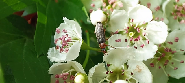 Osphya bipunctata - kétalakú komorka