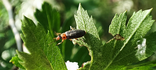 Osphya bipunctata - kétalakú komorka