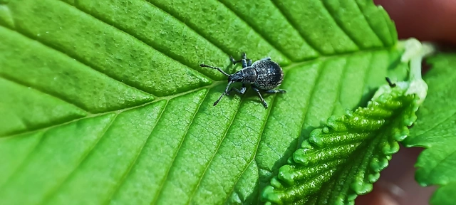 Peritelus familiaris - nagy kendermagbogár