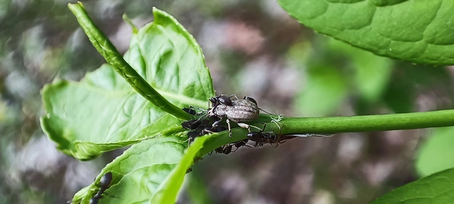 Peritelus familiaris - nagy kendermagbogár