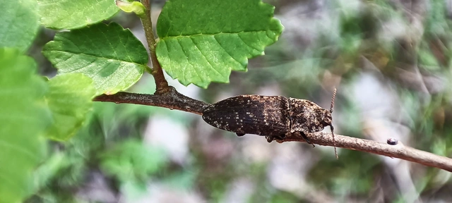 Agrypnus murinus - egérszínű pikkelyespattanó