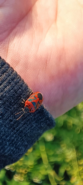 Eurydema ornata - díszespoloska