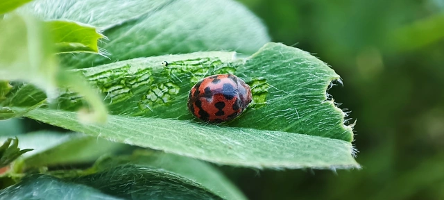 Subcoccinella vigintiquatuorpunctata - lucernaböde