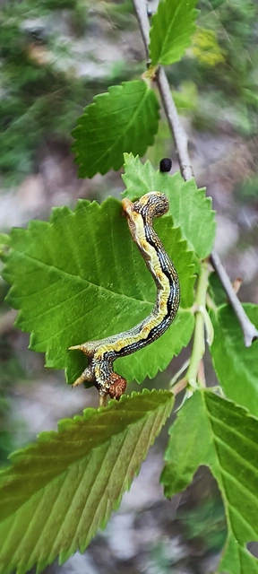 Erannis defoliaria - nagy téliaraszoló