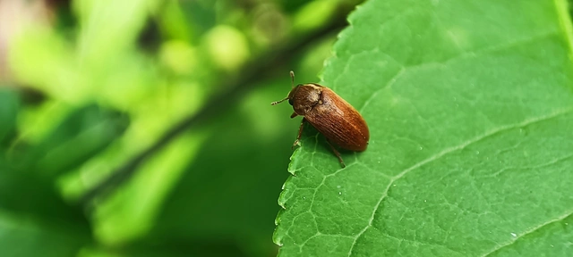 Byturus ochraceus - gyömbérgyökérbogár