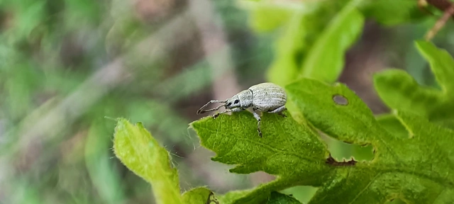 Peritelus familiaris - nagy kendermagbogár