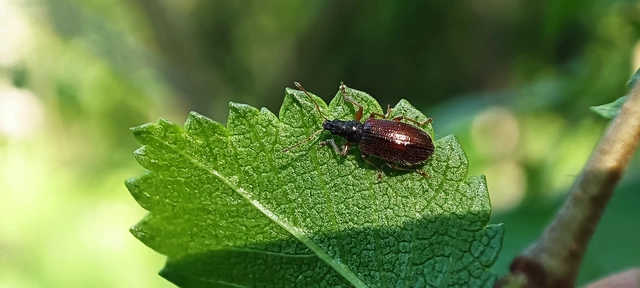 Phyllobius oblongus - közönséges levélormányos