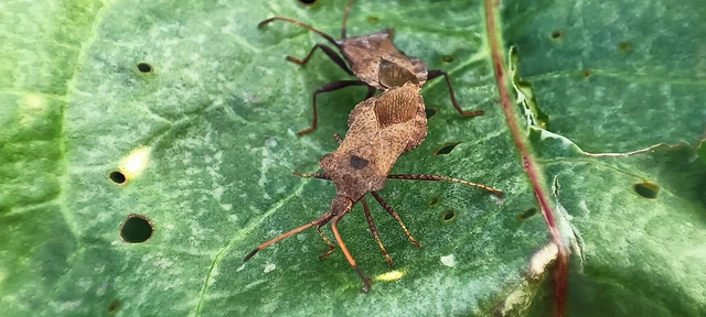 Coreus marginatus - közönséges karimáspoloska