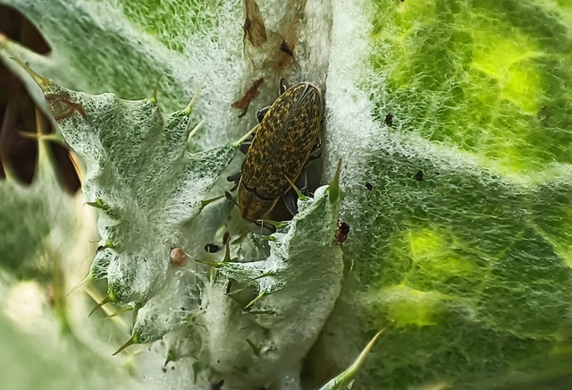 Lixus cardui/filiformis