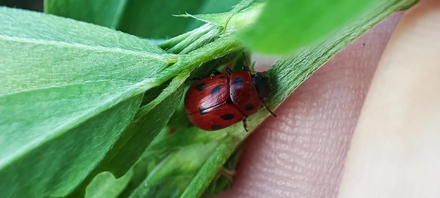 Gonioctena fornicata - közönséges lucernabogár