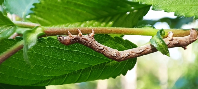 Colotois pennaria - tollascsápú araszoló
