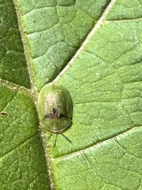 Cassida rubiginosa - lapos pajzsbogár Cassida rubiginosa - lapos pajzsbogár