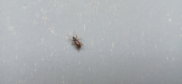 Phyllobius oblongus - közönséges levélormányos