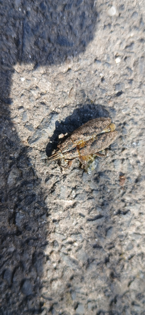 Cleonis pigra - közönséges bogáncsbarkó