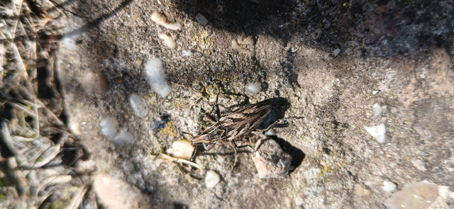 Coniocleonus nigrosuturatus - nyíljegyes barkó