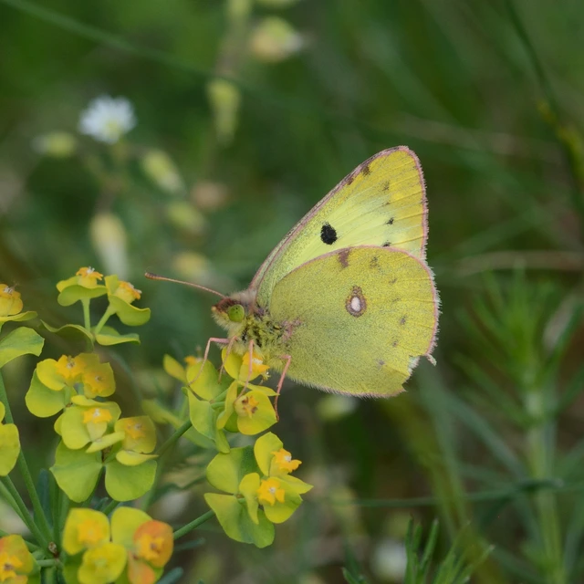 Colias hyale - kéneslepke
