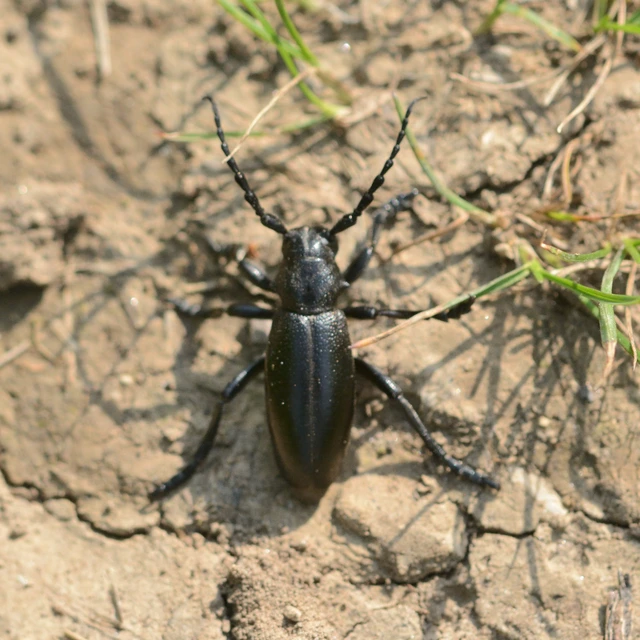 Dorcadion aethiops - fekete gyalogcincér