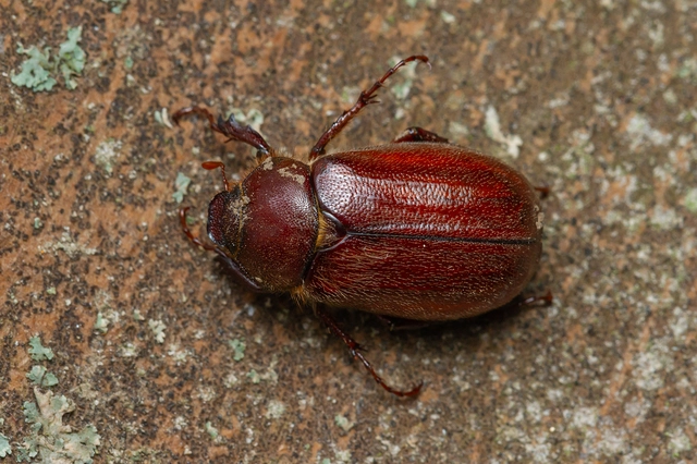 Holochelus vernus - tavaszi cserebogár