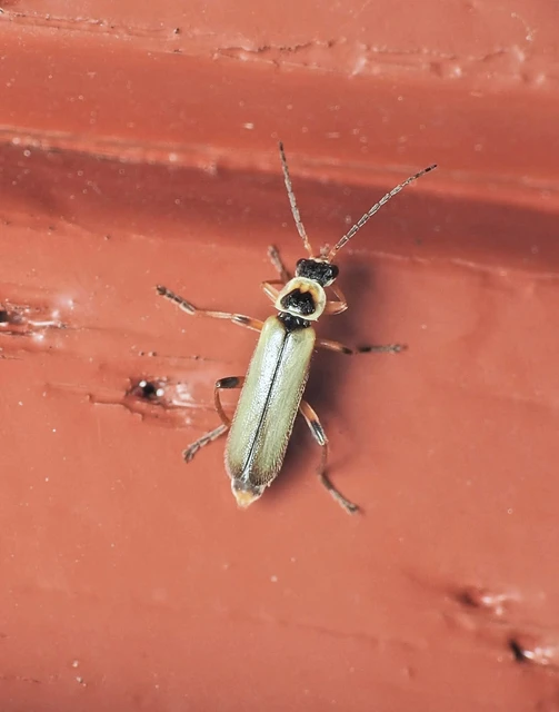Metacantharis clypeata - tavaszi lágybogár