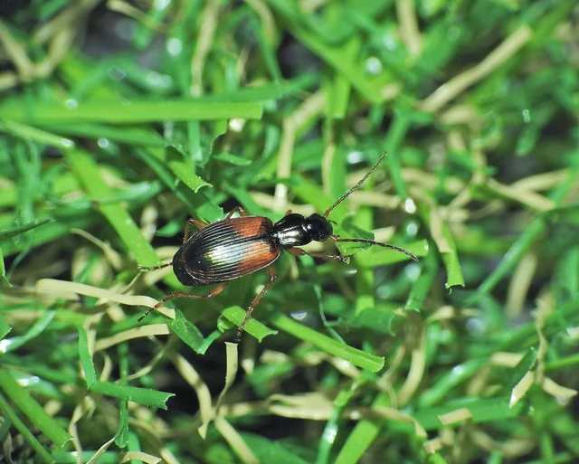 Anchomenus dorsalis - hátfoltos kisfutó