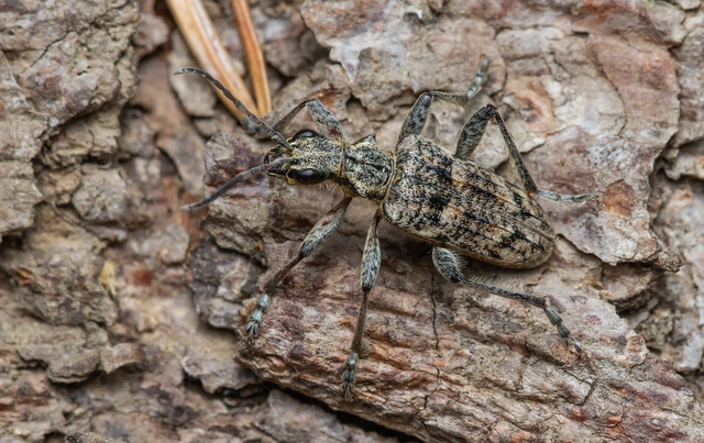 Rhagium inquisitor - fenyves-tövisescincér