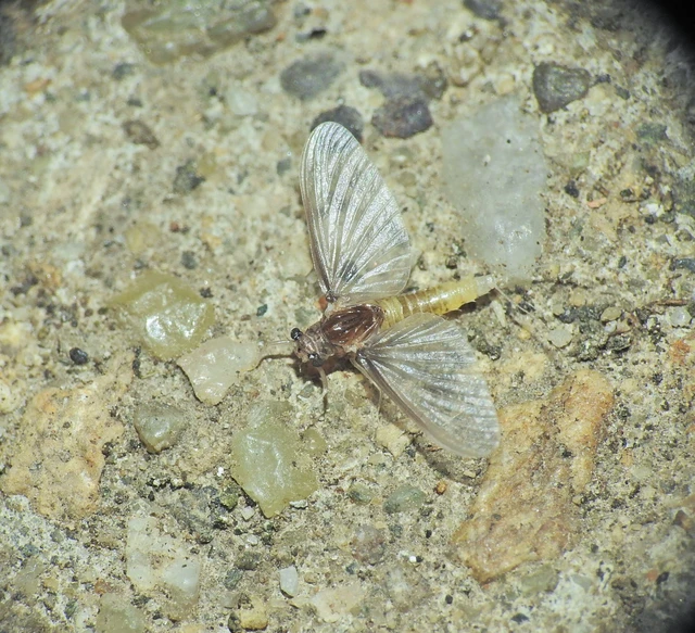 Ephemeroptera - Kérészek