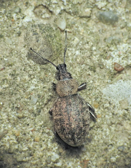 Otiorhynchus ligustici - vincellér-gyalogormányos