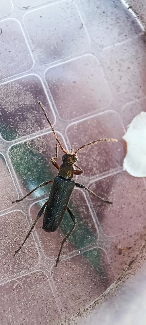 Grammoptera ruficornis - gyűrűscsápú galagonyacincér Grammoptera ruficornis - gyűrűscsápú galagonyacincér
