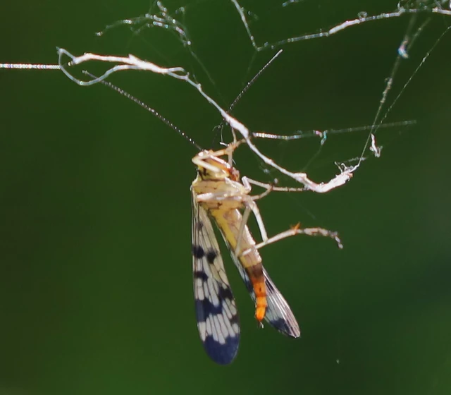 Panorpa communis/vulgaris