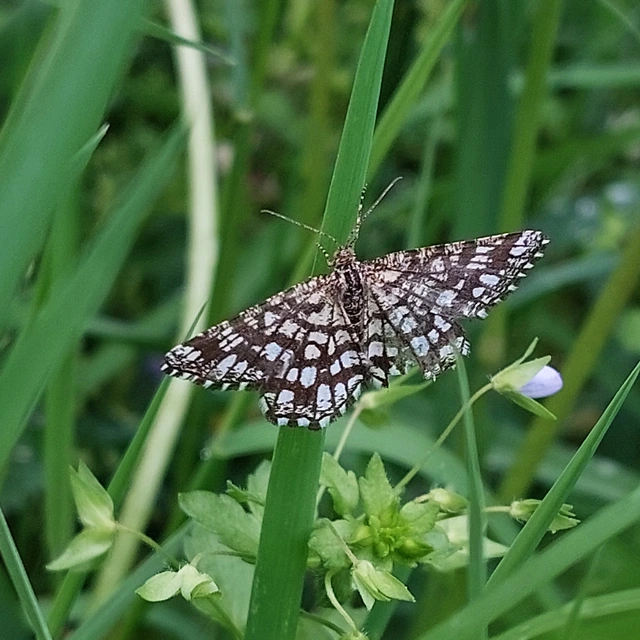 Chiasmia clathrata - rácsos rétiaraszoló