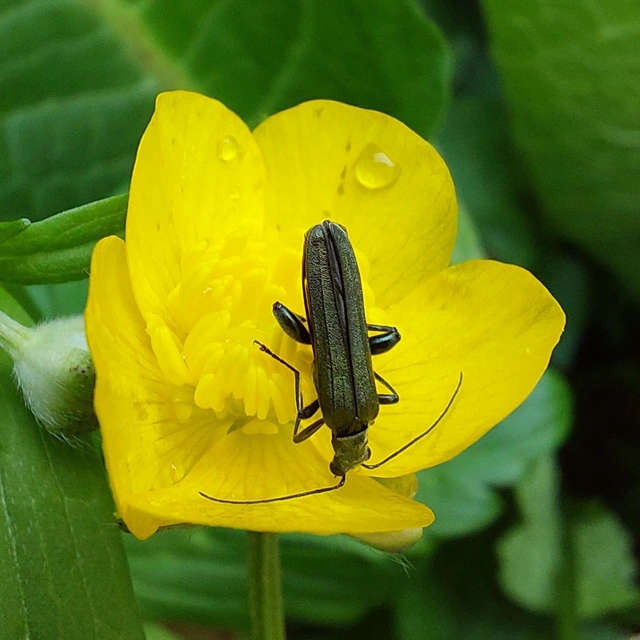 Oedemera